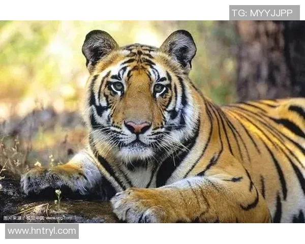 美洲狮与老虎大学的精彩对决探秘猎豹之王的校园传奇